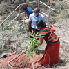 75th Independence Day Plantation Program and Invasive Plant Removal Program