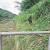 75th Independence Day Plantation Program and Invasive Plant Removal Program