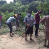 75th Independence Day Plantation Program and Invasive Plant Removal Program
